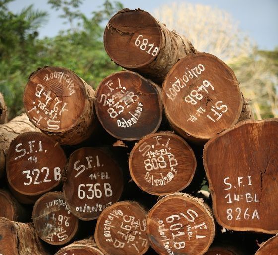 Azobe, Afzelia, Bubinga, Rosewood, Okan Timber logs and sawn timber