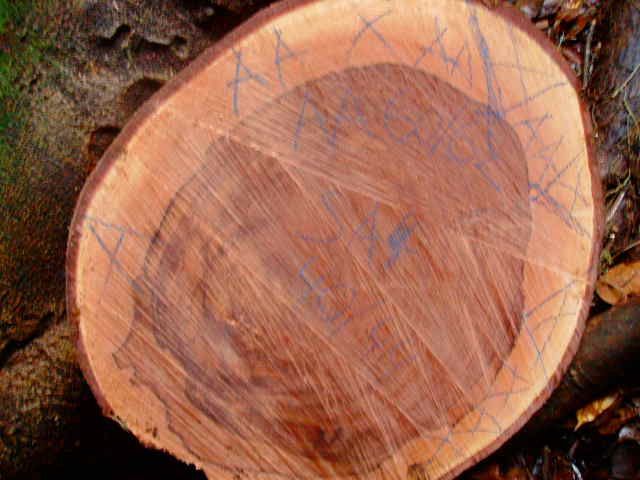 Doussie,Tali, Teak, Mahogany, Pine Timber logs and sawn timber