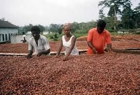 Cacao Beans