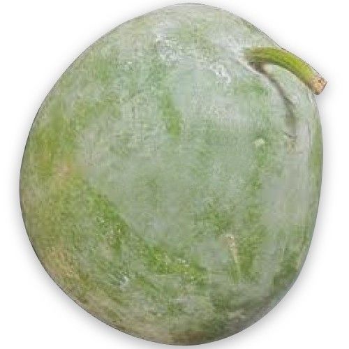 Ashgourd