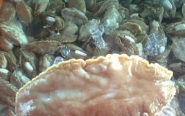 Frozen Abalone