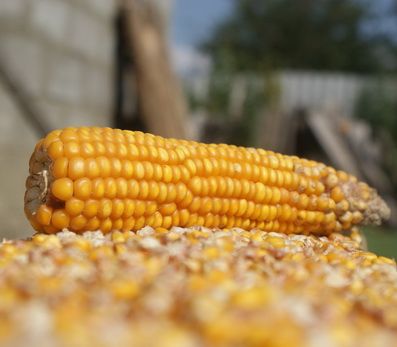 Corn from Ukraine