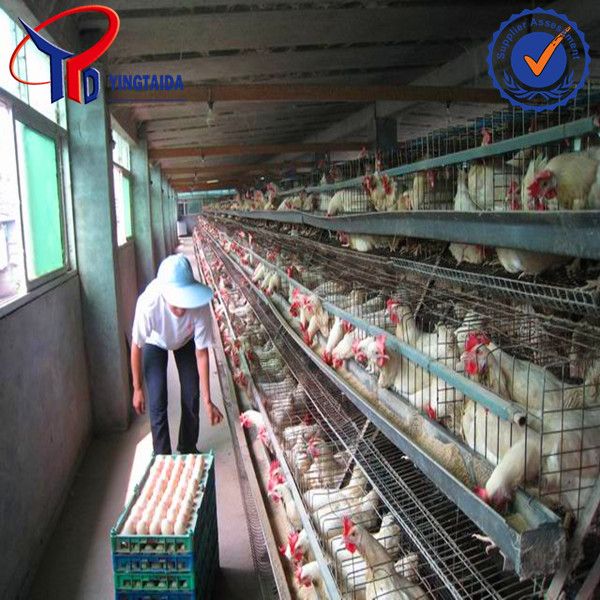 2014 HOT SALE!!! A type layer chicken cage manufacturer