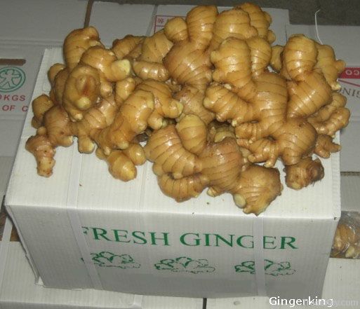 Fresh Ginger, air dried Ginger