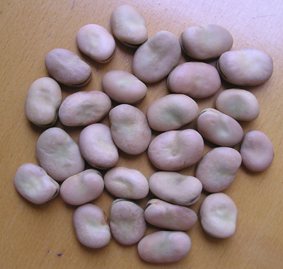 Broad Beans