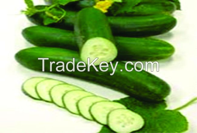 Cucumber