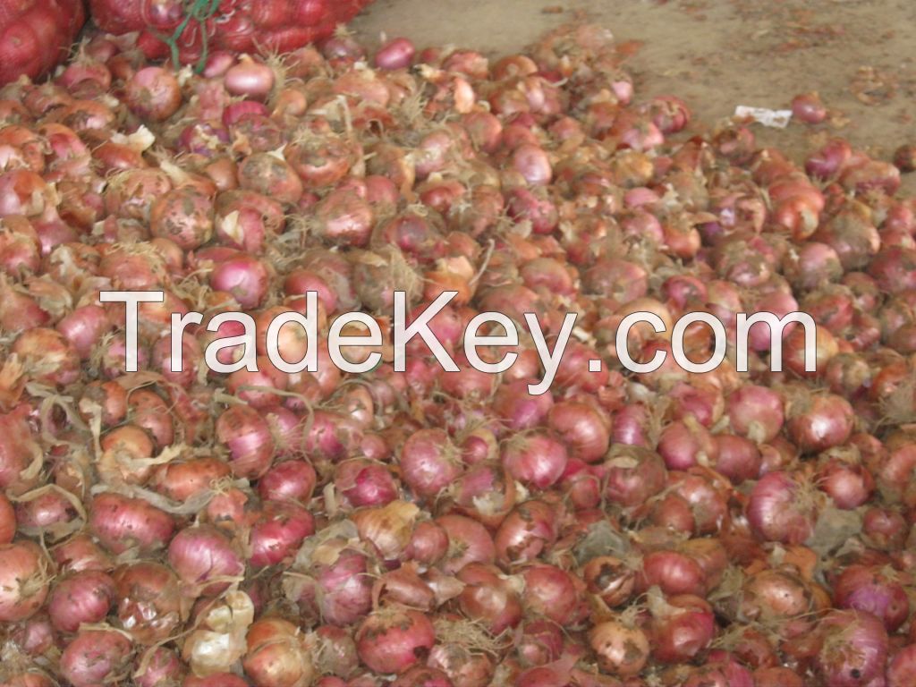 Sell high quality red onion from China