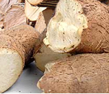 Cassava