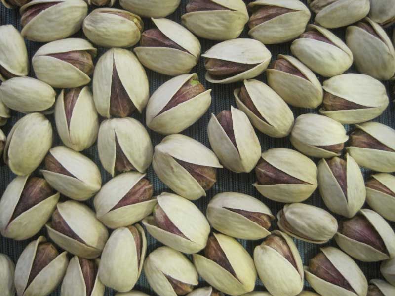 Jumbo Iranian Pistachio (Kalleqouchi)