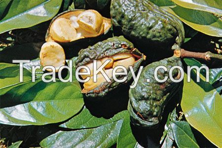 Kola nut