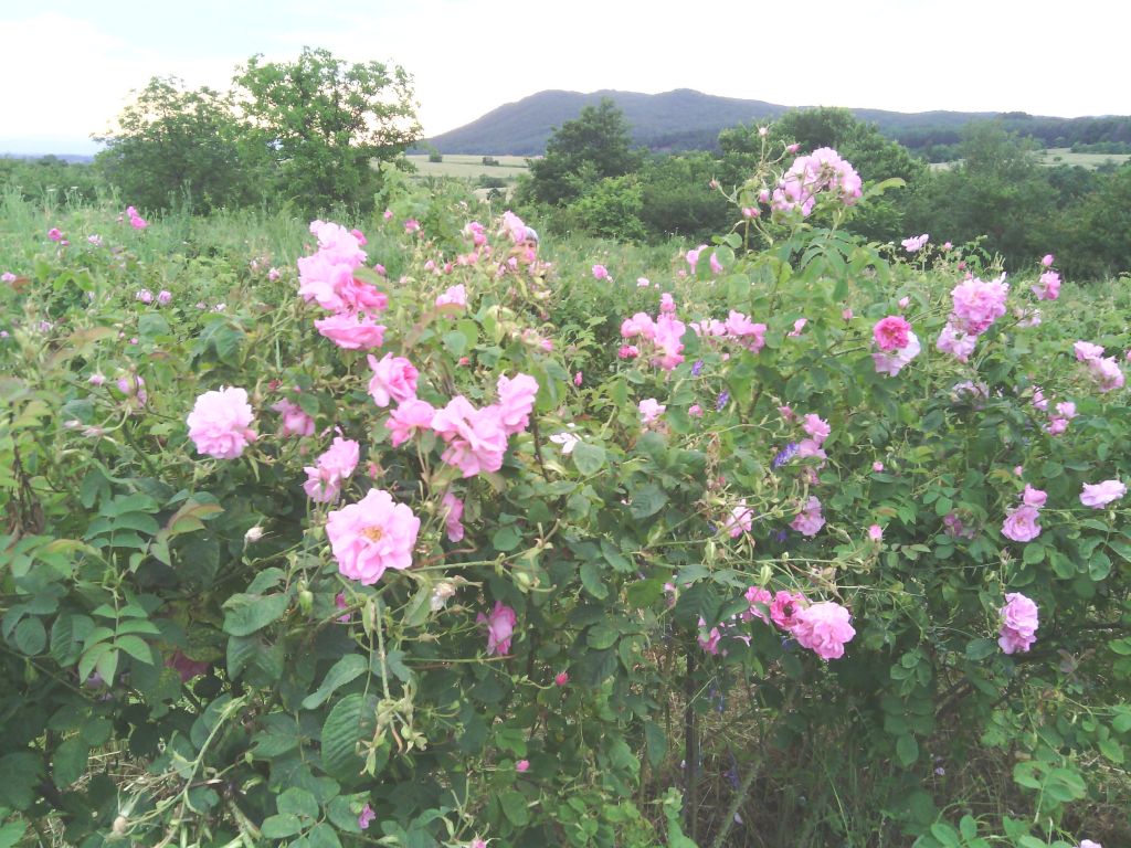 Organic Bulgarian Rose Water