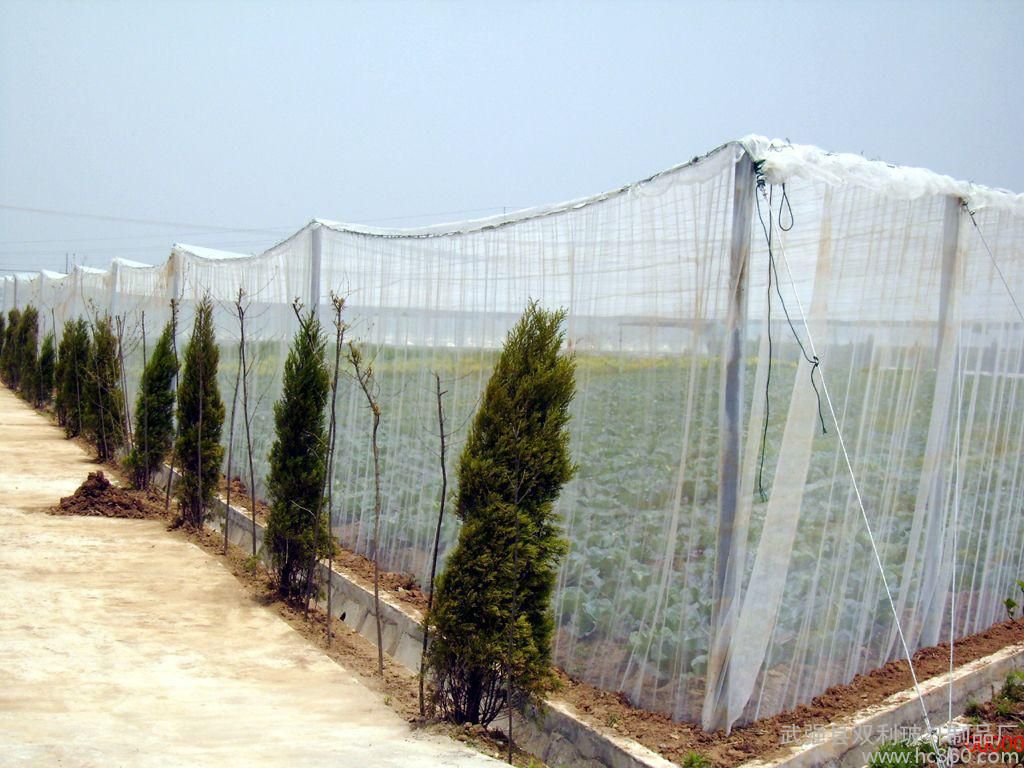 insect nets 