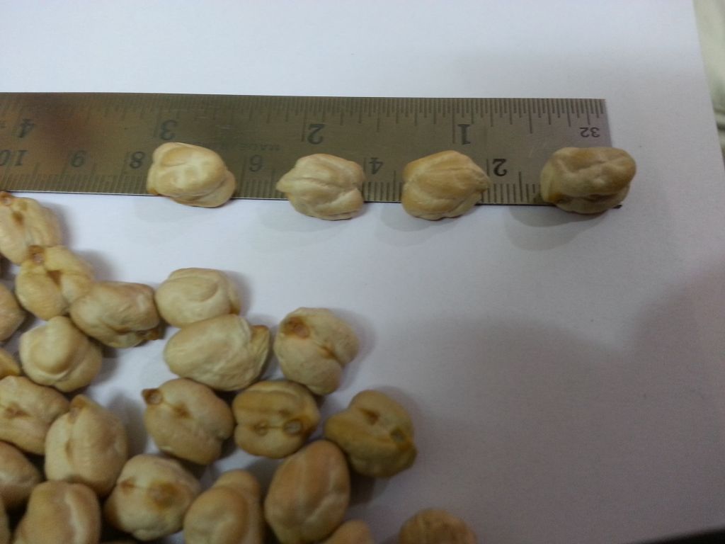 Kabuli Chickpeas