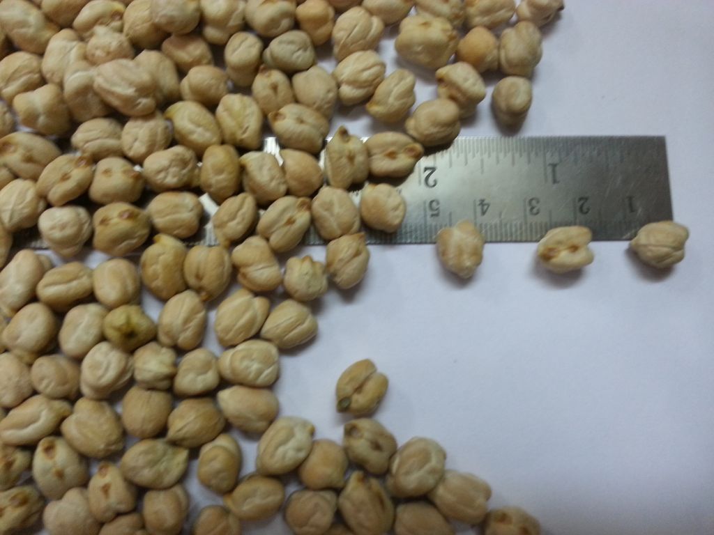 Kabuli Chickpeas