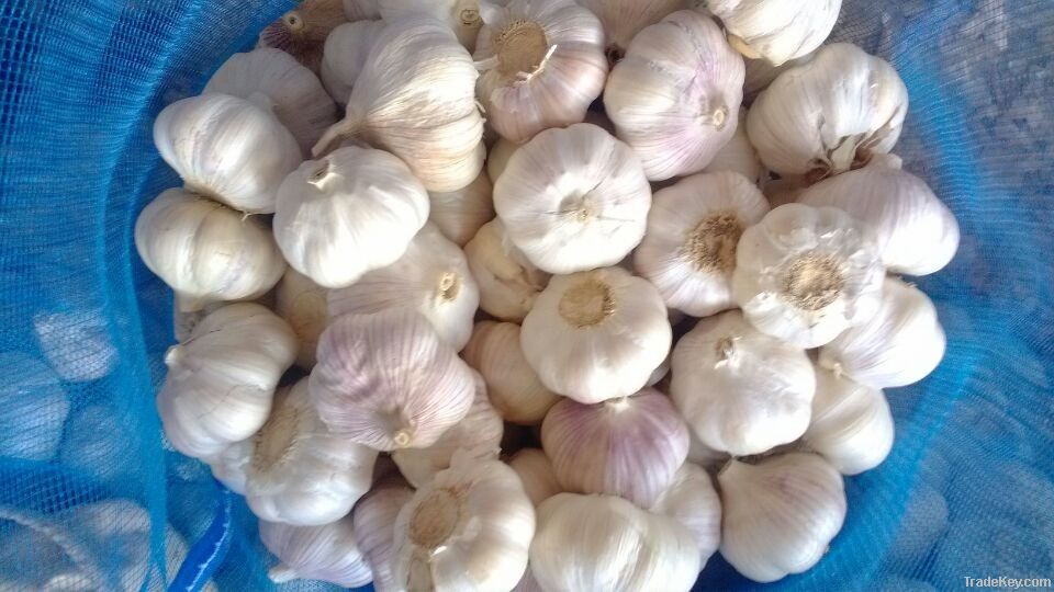 garlic, onion