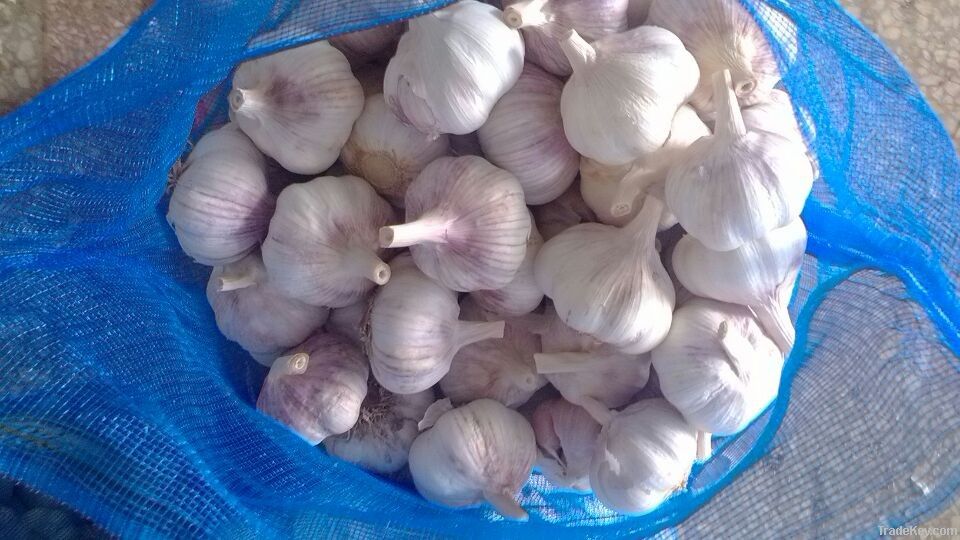 normal white garlic