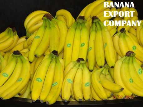 Cavendish Bananas