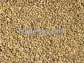 Guar Seeds