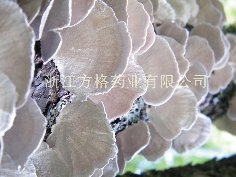 Coriolus versicolor extract 20%-60%;GMP/HACCP certificate