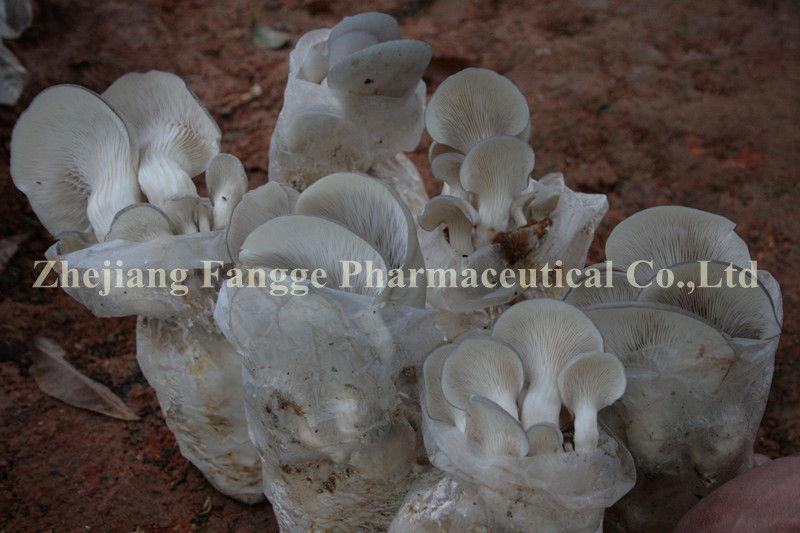 Pleurotus ostreatus extract10%-50%;GMP/HACCP certificate;edible and medicinal mushroom