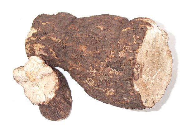 Poria cocos extract30%-50%;GMP/HACCP certificate