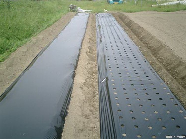 Black perforted plastic agricultural Mulching Film