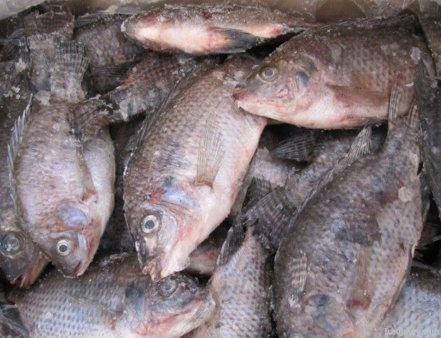 Tilapia Whole Round