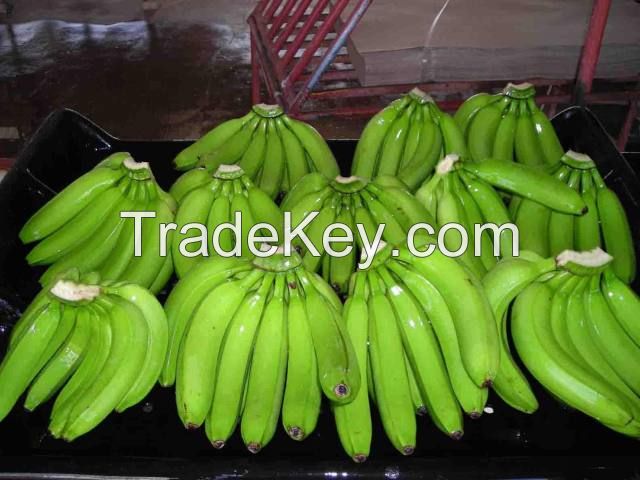 Fresh Cavendesh Bananas