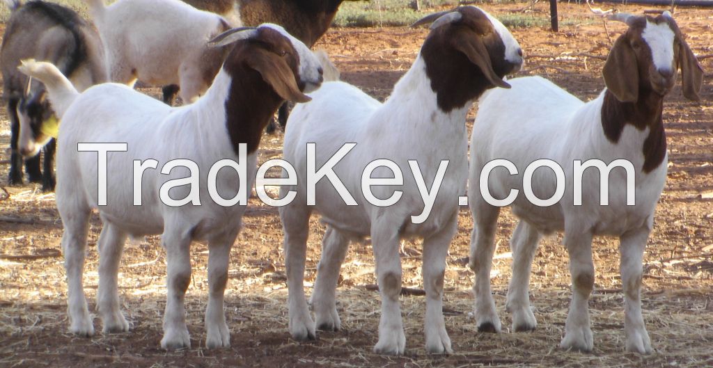 Boer Goats