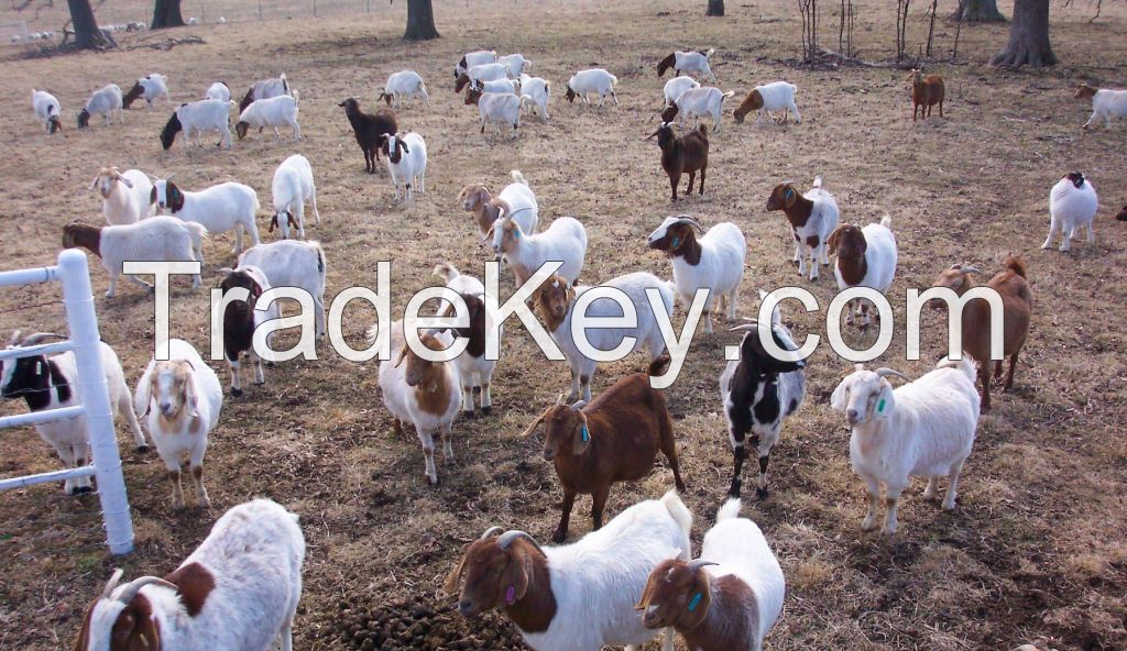 Boer Goats