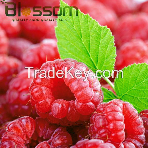 Supply frozen fruit frozen raspberry IQF raspberry