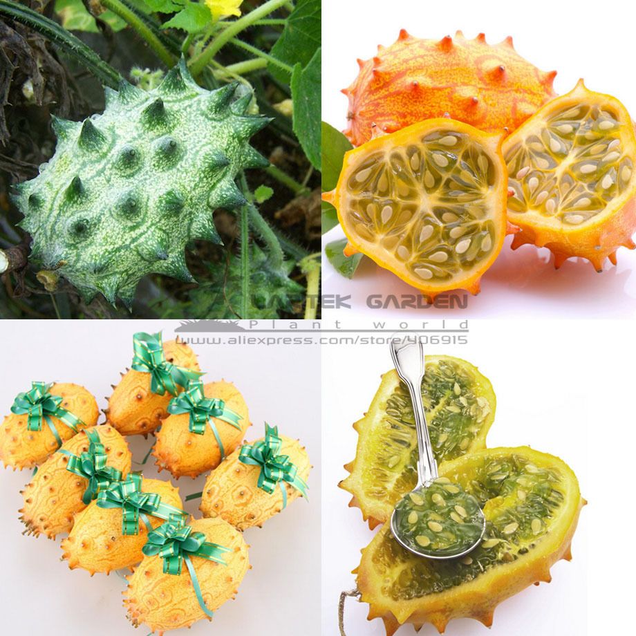 20pcs Rare Delicious Organic KIWANO Melano Cucumis metuliferus African Horned Cucumber Fruit Melon Seeds 