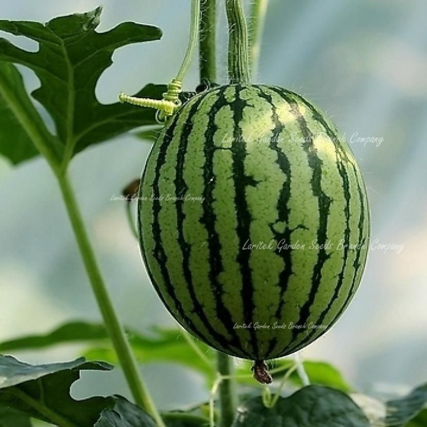 100 Seeds, Big Long Seedless Watermelon, Heirloom Aspermous Sweet Melon Seeds, Pipless Watermelon