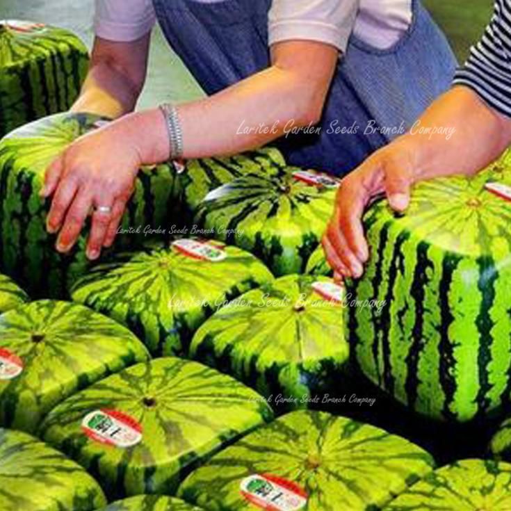 5 Professional Packs, 20 Seeds / Pack, Square Watermelon Seeds NON-GMO Heirloom Red Sweet Juicy Foursquare Water Melon #A00103