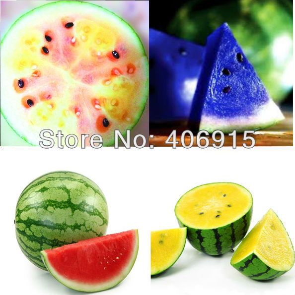 4 Professional Packs, 50 Seeds/Pack, Succulency Blue, Rainbow, Yellow, Red Water Melon Sweet Fruit Seeds