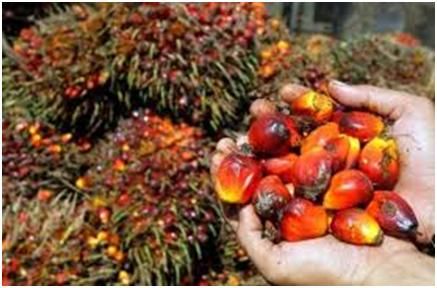 oil palm nuts