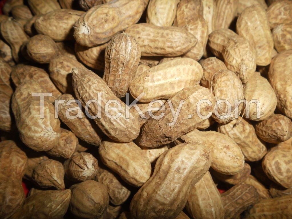 Groundnuts