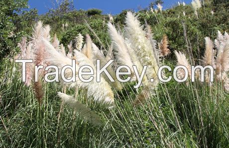 Wild reed extract