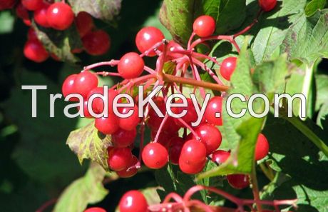 Cranberry Anthocyanin