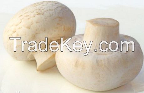 Wild white mushroom extract