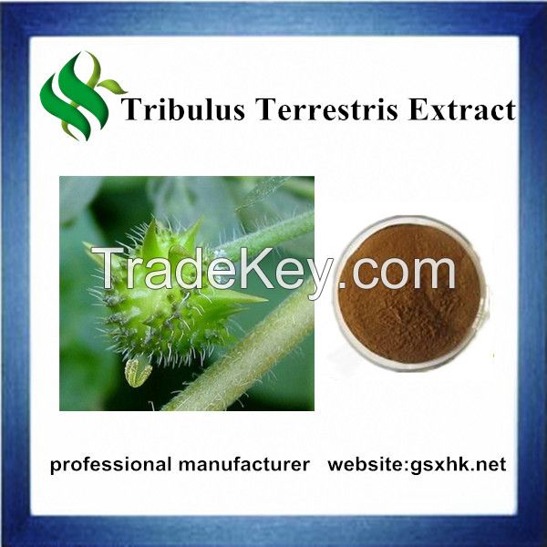 Tribulus Terrestris extract saponins 40% 90%