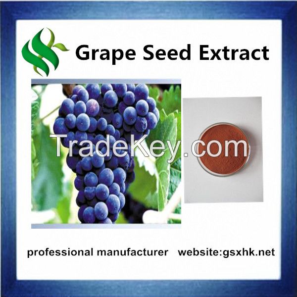 Grape seed extract OPC 95%