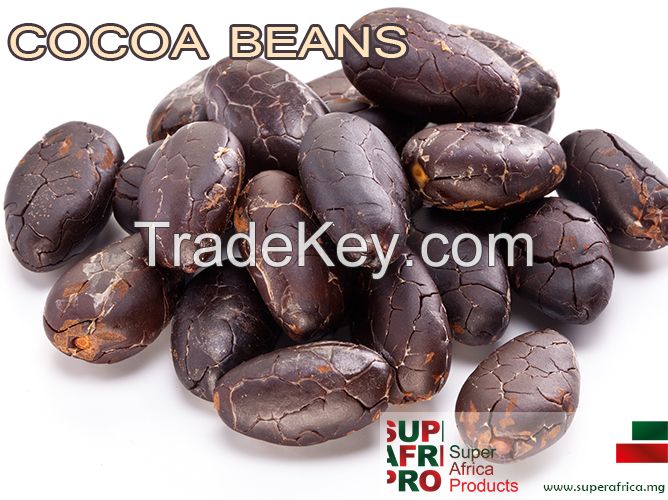 Cocoa Beans Suppliers