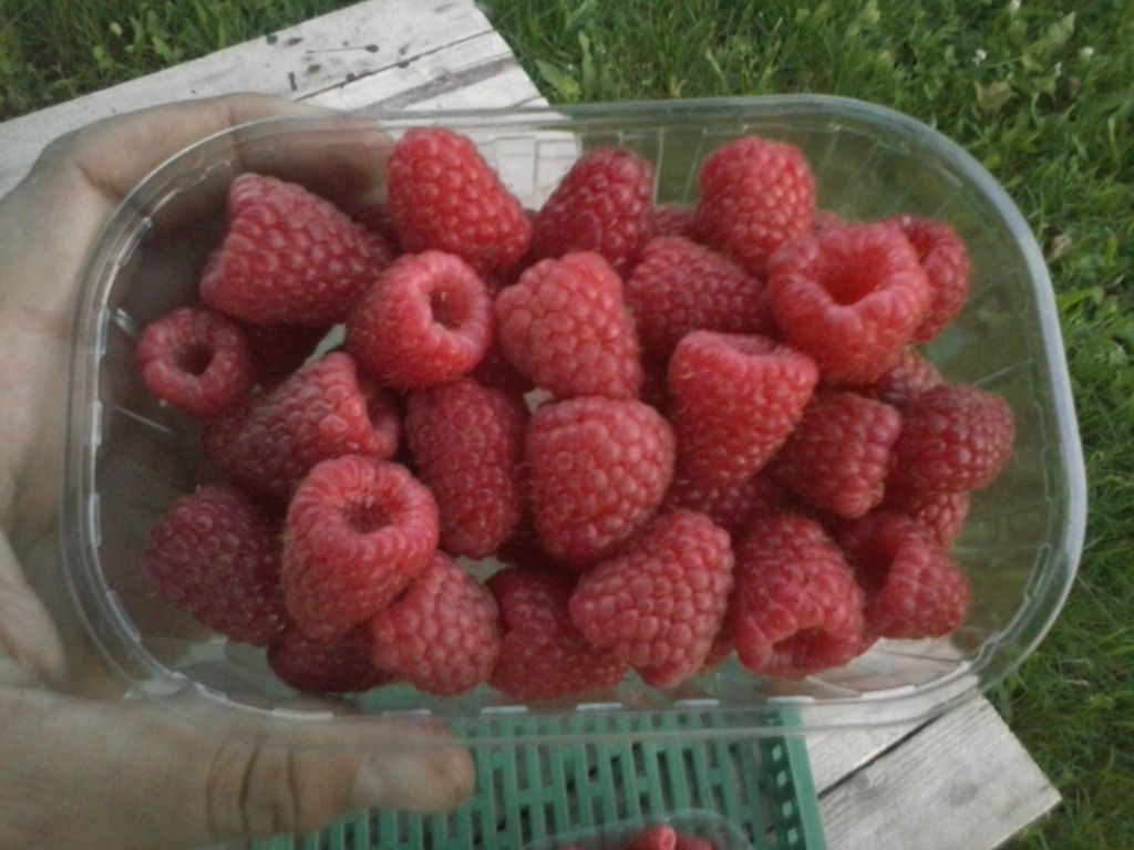 Fresh raspberries