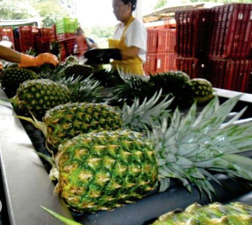 Fresh Pineapple - Premium Quality