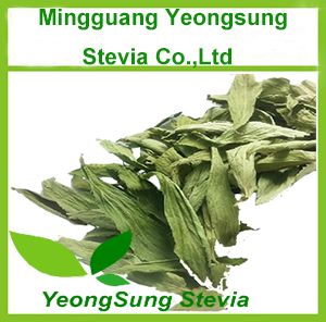 Sweet Stevia Dried Leaf