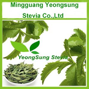 Stevia Dry Leaf