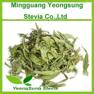 Natural Herbal Stevia Leaf