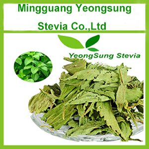 Natural Herbal Stevia Leaf
