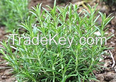 Rosemary Extract